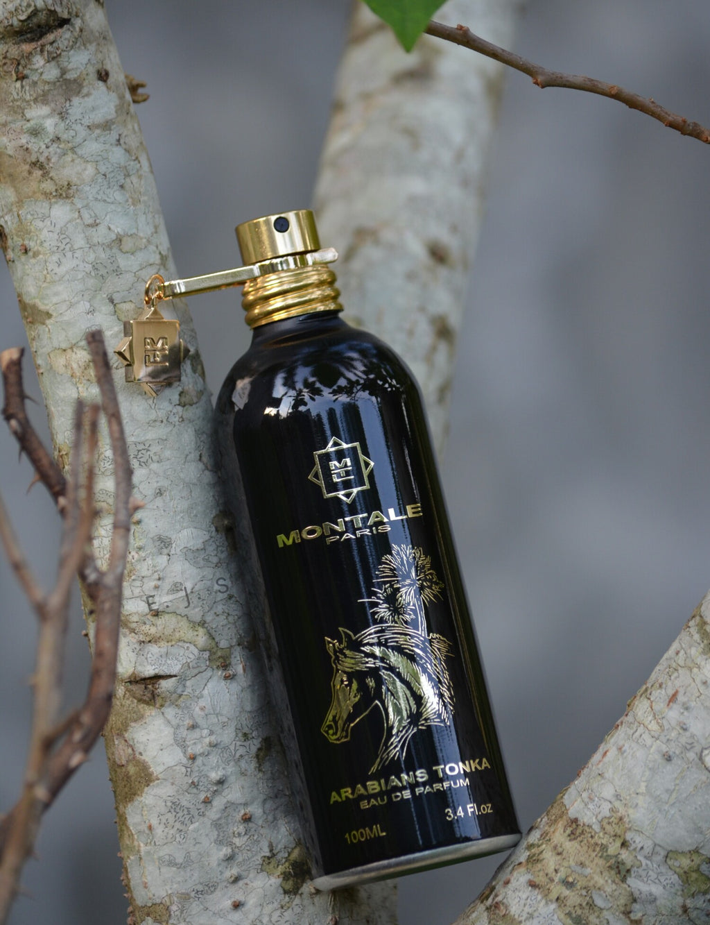 Arabians Tonka Montale