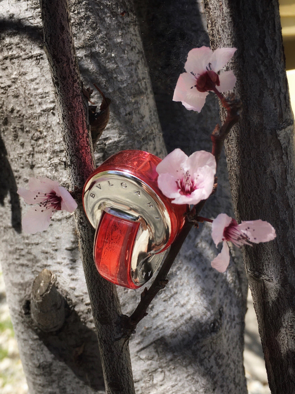 Omnia Coral Bvlgari